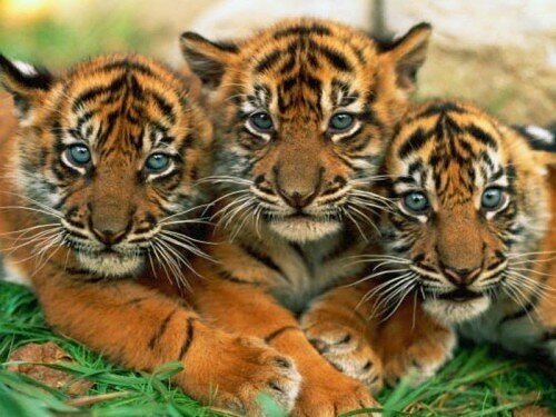 tiger pictures