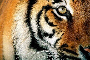tiger pictures