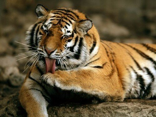 tiger pictures