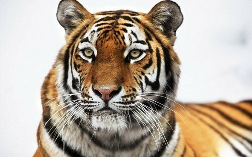 tiger