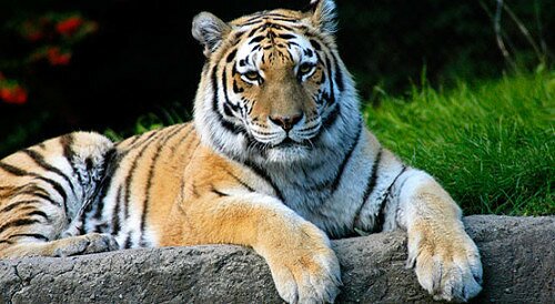 tiger pictures