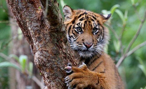 tiger pictures