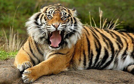 tiger pictures