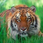 sumatrantigerpicture