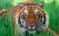 sumatrantigerpicture