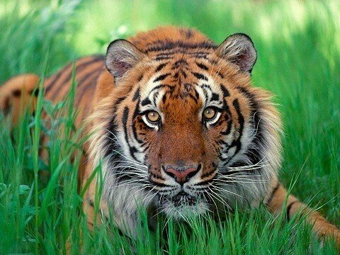 tiger
