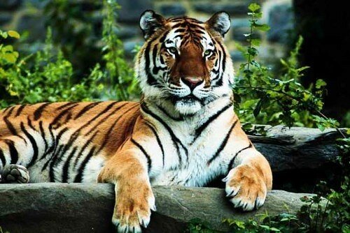tiger pictures