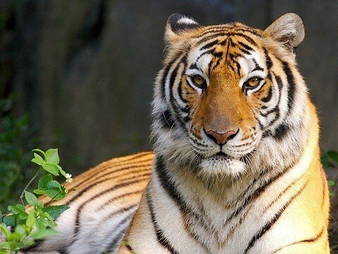 tiger