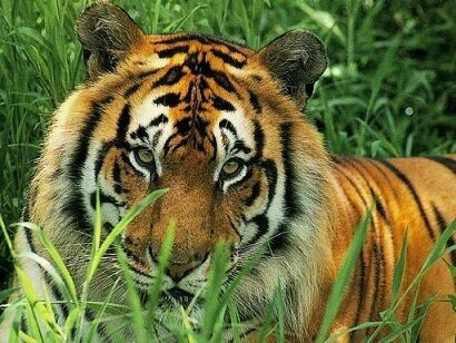 tiger